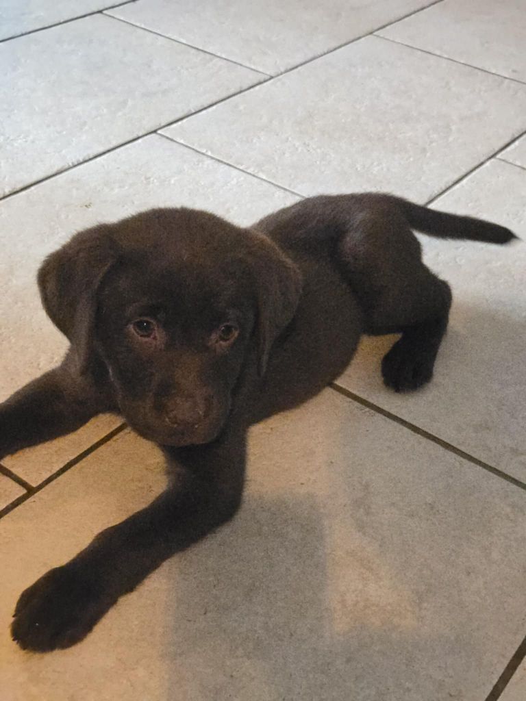 des Bidibooms De La Noue - Chiots disponibles - Labrador Retriever