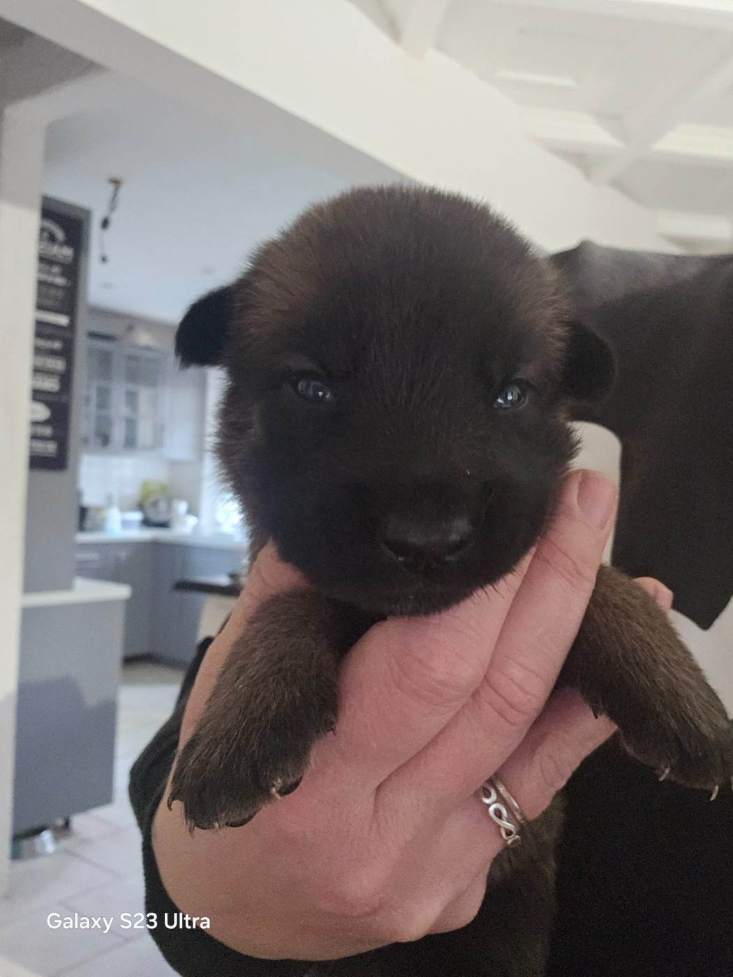 des Bidibooms De La Noue - Berger Belge - Portée née le 02/12/2025