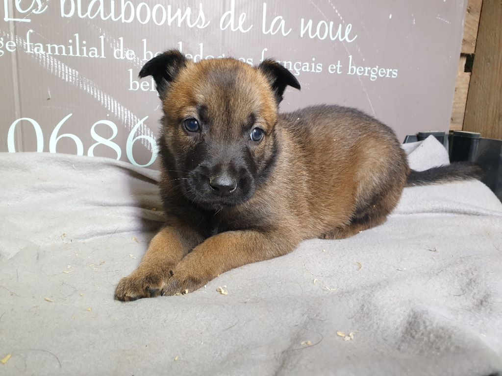 des Bidibooms De La Noue - Chiots disponibles - Berger Belge