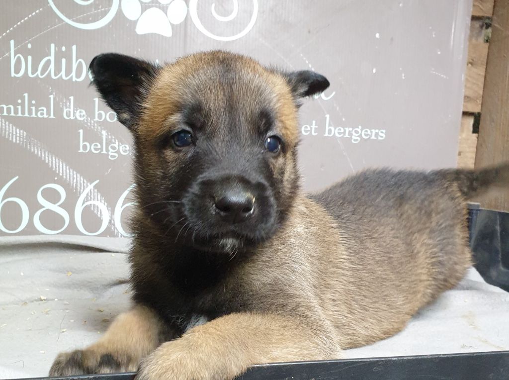 des Bidibooms De La Noue - Chiots disponibles - Berger Belge